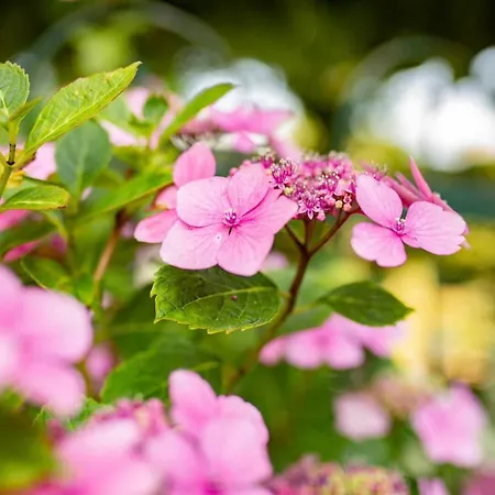 Mooiste Plek Heuvelland In Zuid-limburg-de Wijngaard
