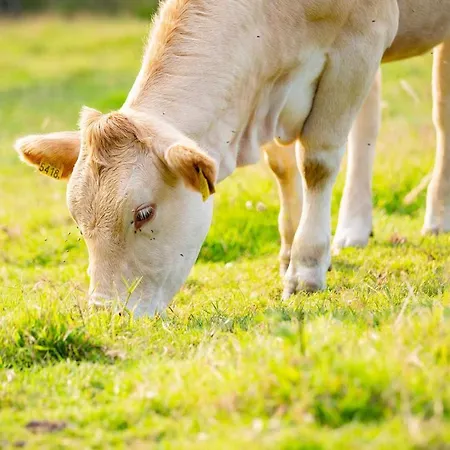 Mooiste Plek Heuvelland In Zuid-limburg-de Wijngaard 아파트 빌렌