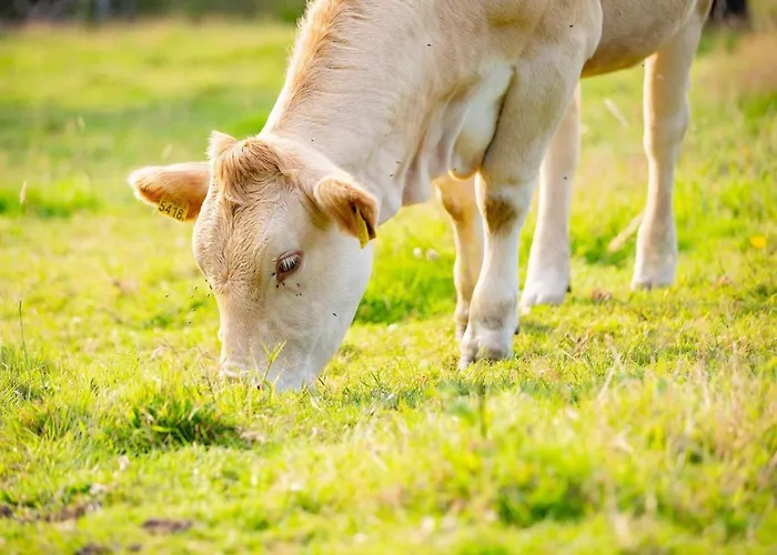 Mooiste Plek Heuvelland In Zuid-limburg-de Wijngaard 아파트 빌렌